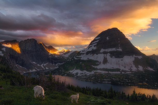 Summer in Glacier National Park is Baby Mountain Goat Time oc 