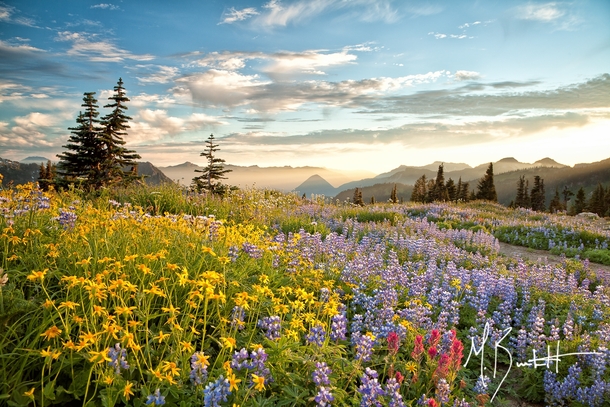Summers Bloom II - Up in the flower fields of Paradise in Mount Rainier National Park  photo by Michael Burkhardt