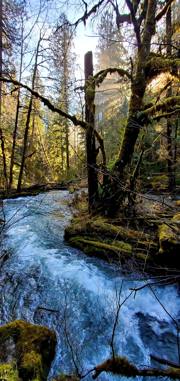 Sun and moss in the Olympic National Forest this past weekend 