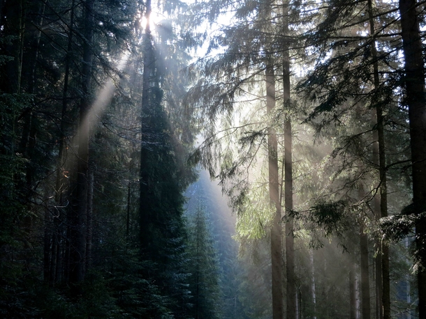 Sun in the Forest Ellmau Austria 