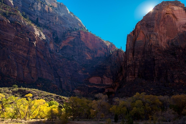 Sun-kissed trees in Zion National Park OC 