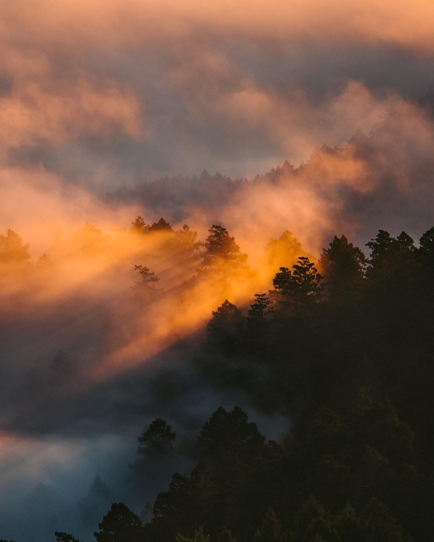 Sun setting through the fog in Marin County California 