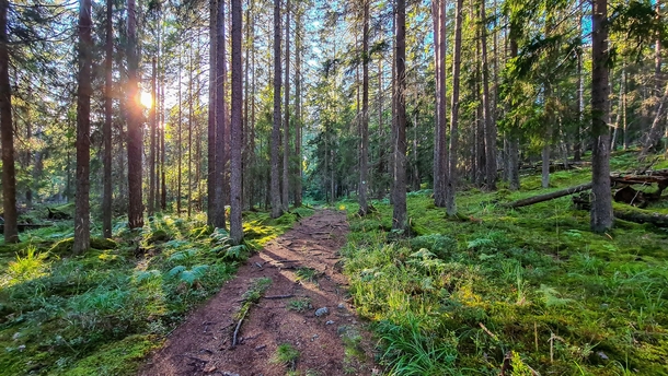 Sun setting through the trees on a hiking trail in Sweden  