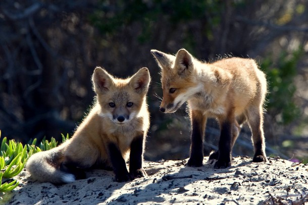 Sun shines on two small fox cubs 