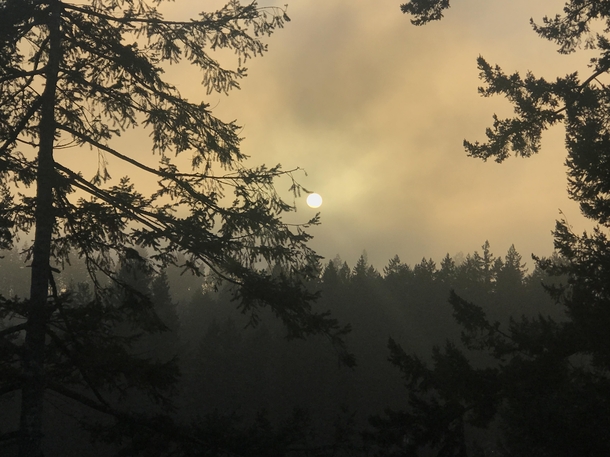 Sun Through Some Fog Maple Valley WA 