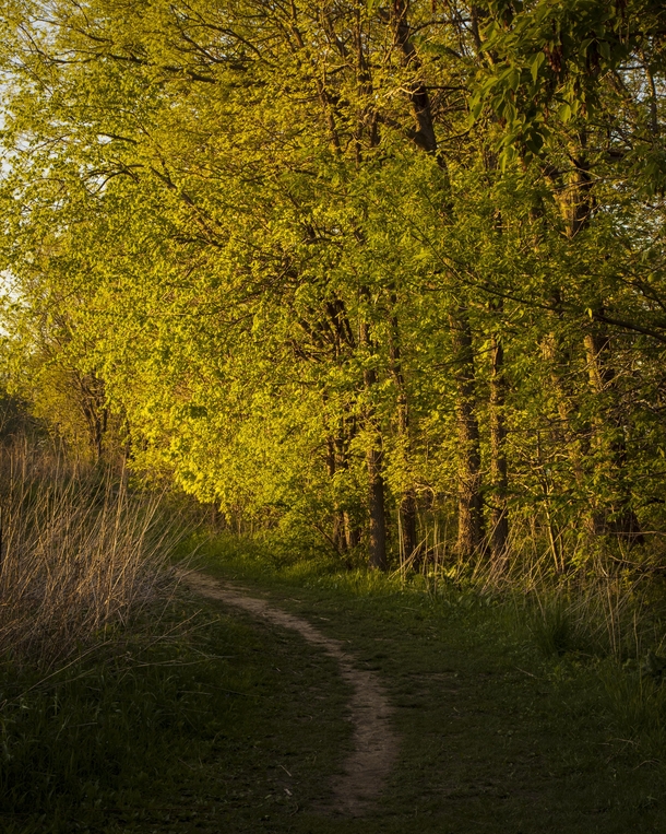 Sunbathed path through the union of forest amp tallgrass prairie - Madison WI 