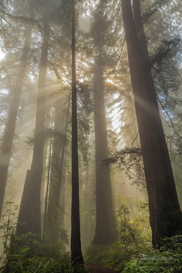 Sunbeams through redwood trees Redwood National Park CA 