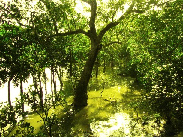 Sundari trees Heritiera fomes growing in the Sundarbans 