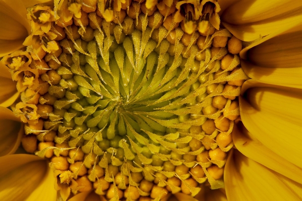 Sunflower an amazing beauty 