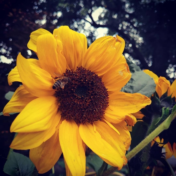 Sunflower and bees are made for each other 