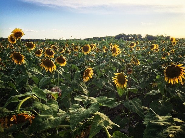 Sunflower field in Ennis TX from the th of July 