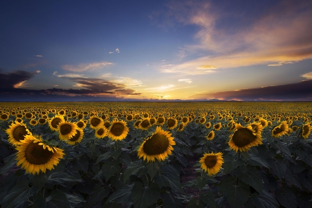 Sunflower Fields in Colorado at Sunset 