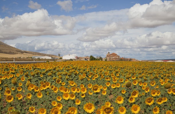 Sunflower fields in Spain 