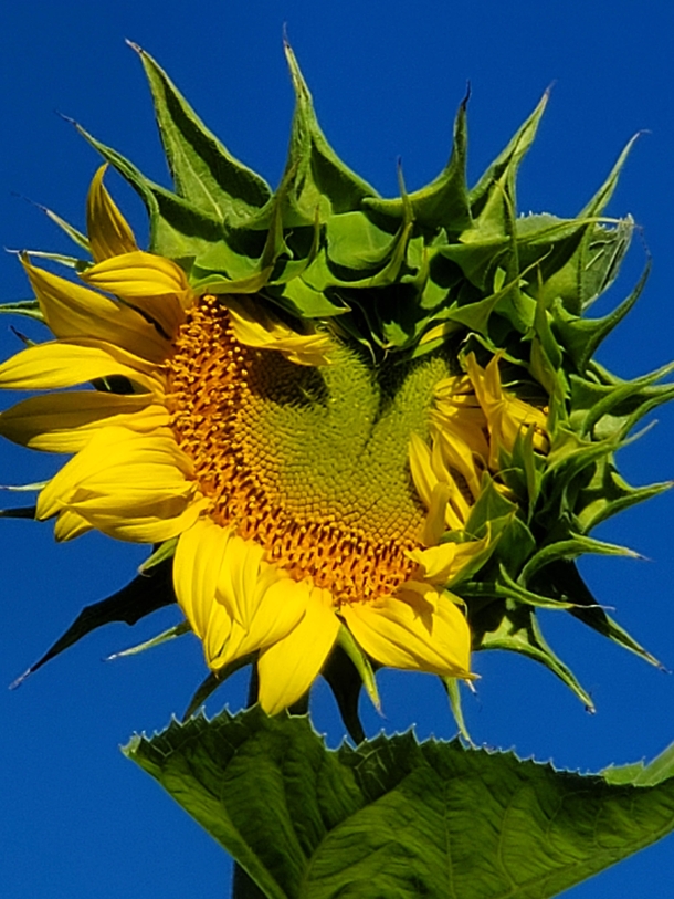 Sunflower Opening Up In Houston