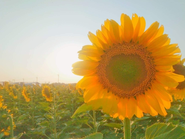 Sunflower  Thailand