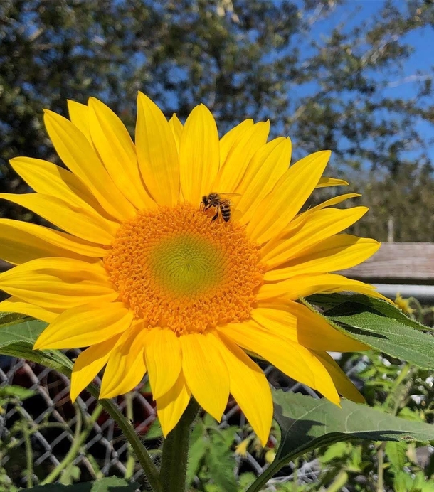 sunflower with a bee
