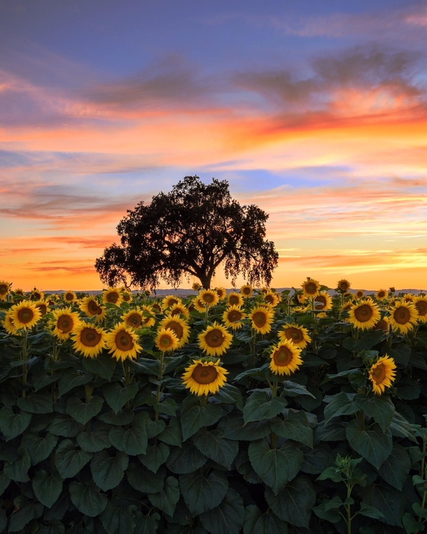 Sunflowers at sunset in Woodland California  kathryn_dyer