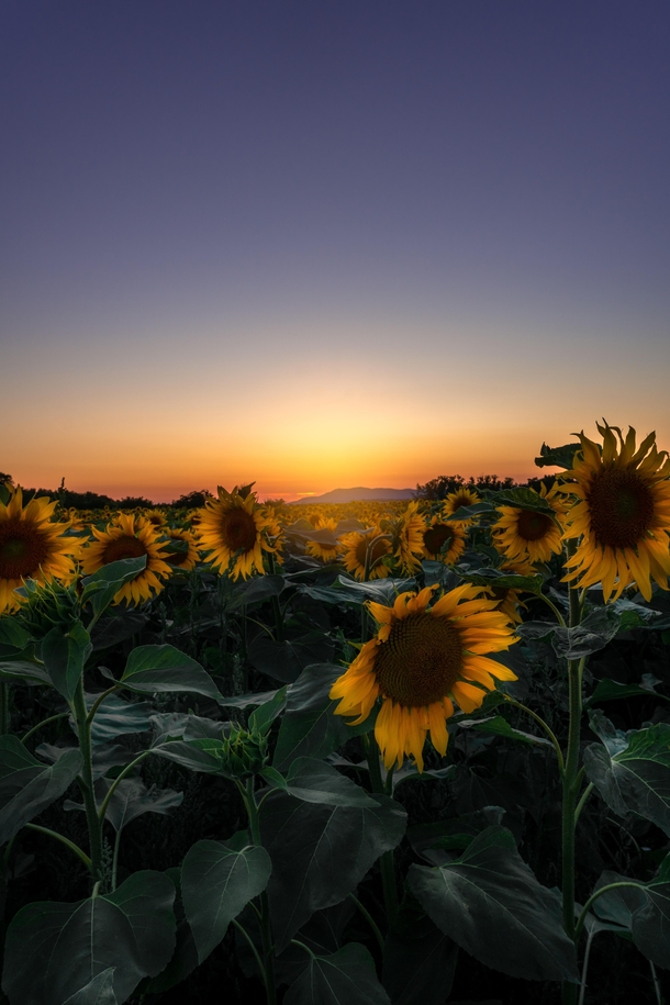 Sunflowers Dawn in Slovakia 