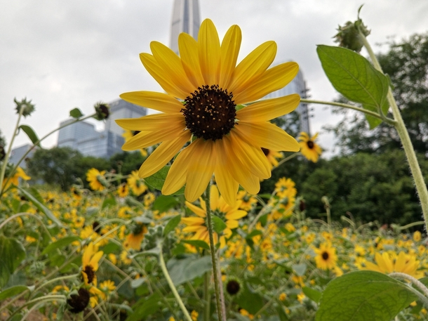 Sunflowers in the city center