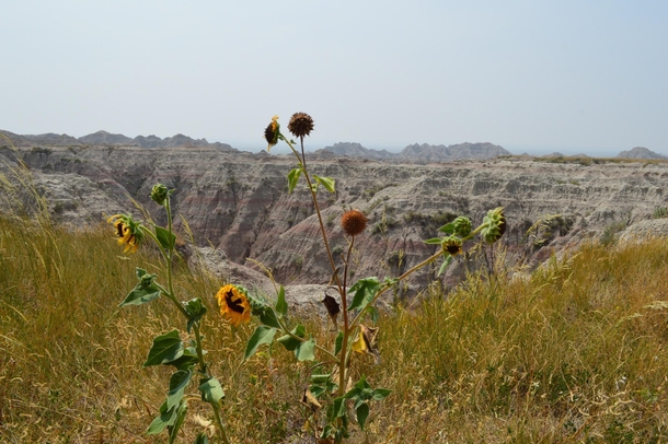 Sunflowers the Badlands South Dakota 