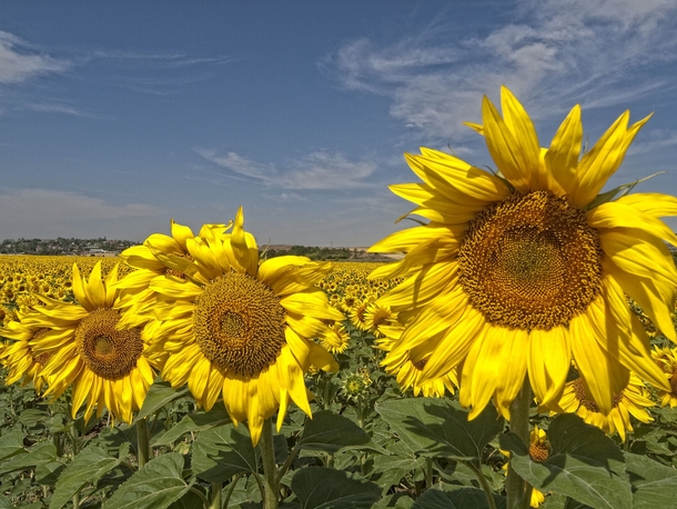 Sunflowers  x 