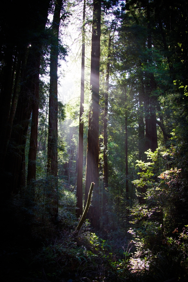 Sunlight through the trees Muir Woods National Monument CA 