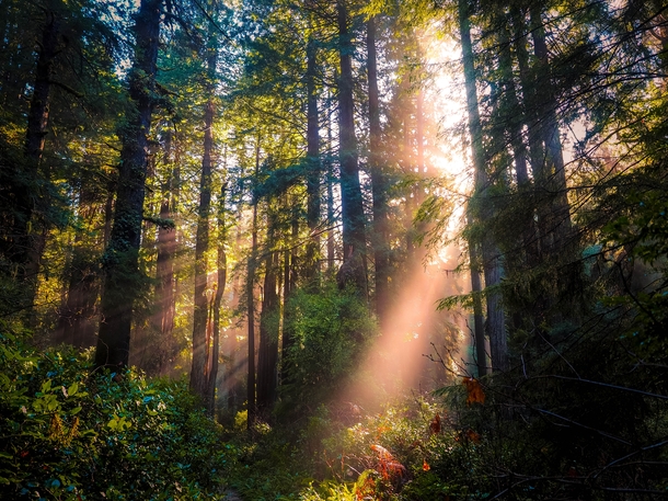 Sunlight through the trees Prairie Creek Redwoods State Park CA 