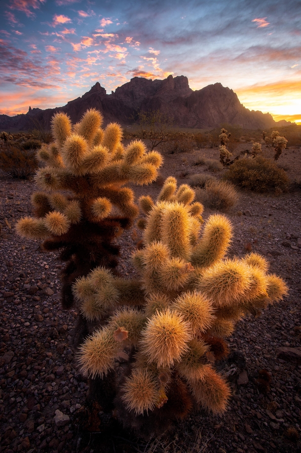 Sunrise in Arizona - Watch out for these evil teddy bears  IG mattfloresfoto