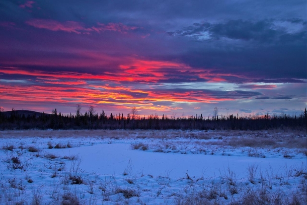 Sunrise in Fairbanks Alaska - Along the ADMA trails just outside Creamers Field  lwpetersen
