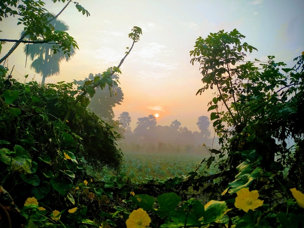 Sunrise in village India No filter phone photography