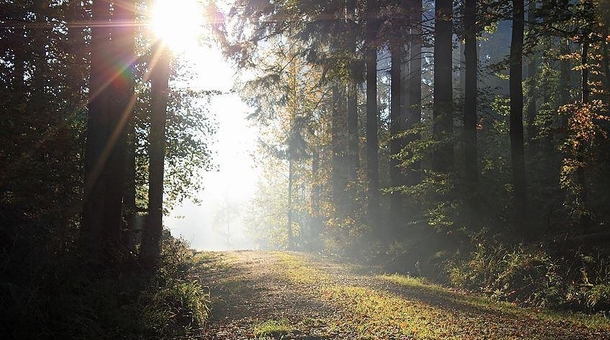 Sunrise on a forest trail - Vaihingen Germany 