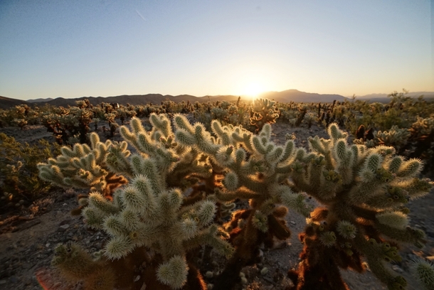 Sunrise over the Cholla Cactus Garden in Joshua Tree National Park  x