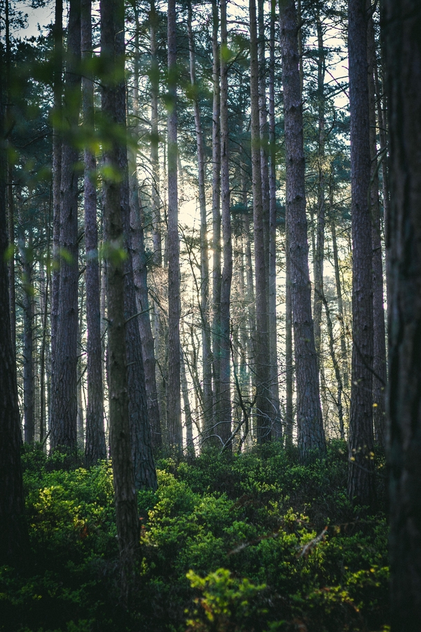 Sunrise through the trees in Surrey UK 