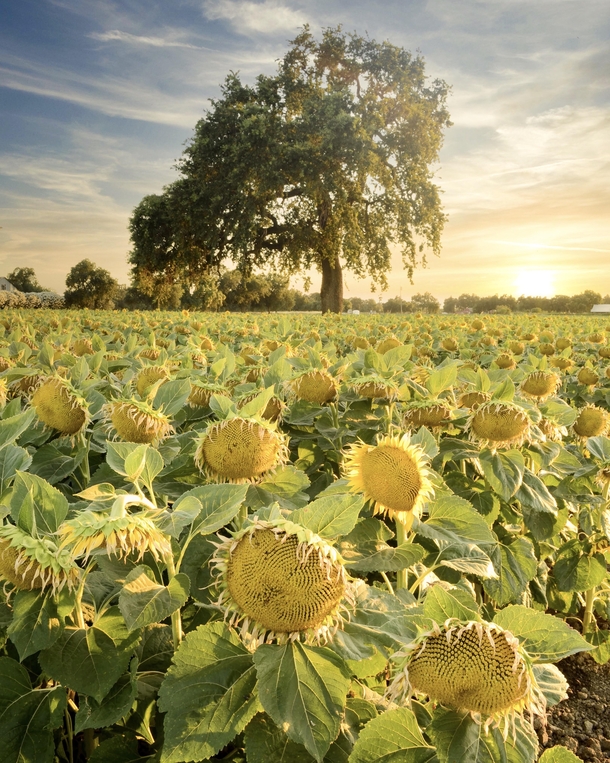Sunset at the sunflower fields of Woodland California 