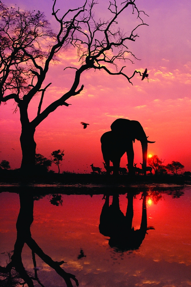 Sunset in African wildlife