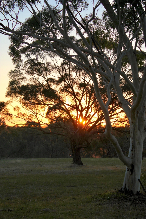 Sunset in the Barossa Valley of Australia   x 