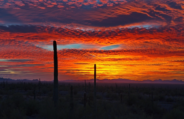Sunset in the Sonoran Desert of Southern Arizona 