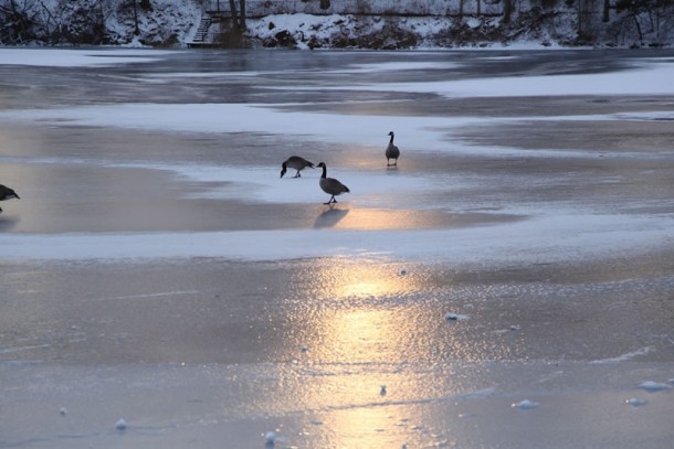Sunset on Canadian Geese in Canada 