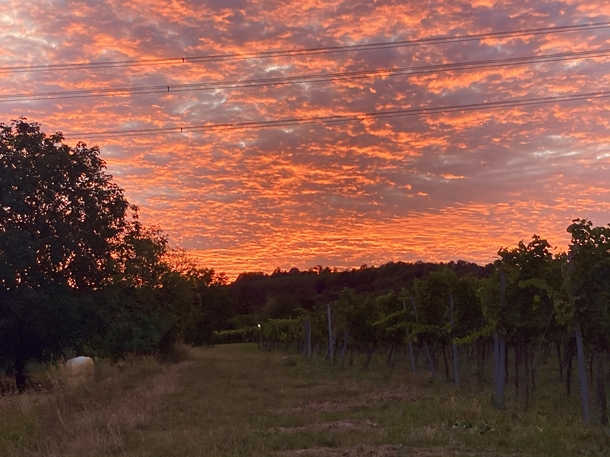 Sunset over the vineyards of ViennaAustria