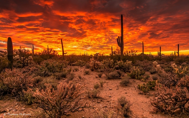 Sunset Saguaro National Park Arizona USA Photographed by Thomas McEwen ...