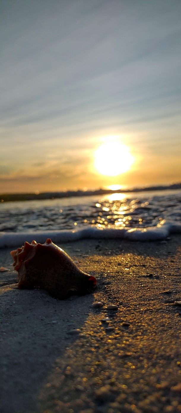 sunset seashell St Pete Beach 