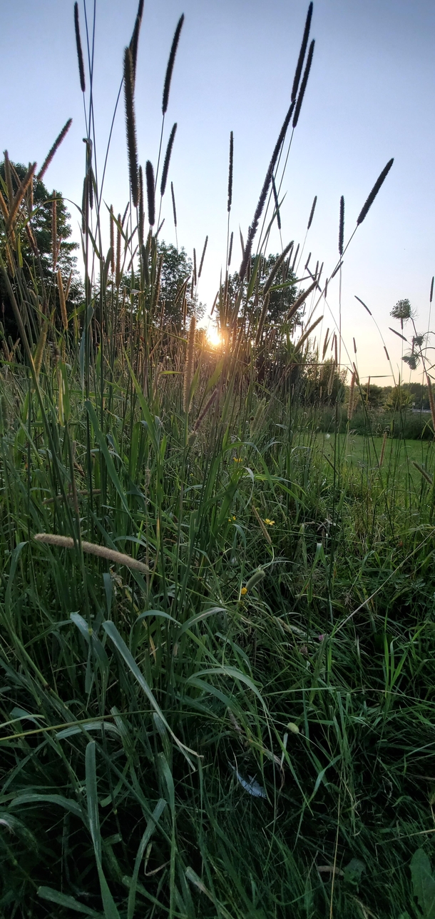 Sunset through the field grass Kennebec County Maine 