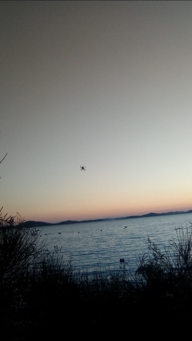 Sunset with little spider chilling on there Pirovac village Croatia