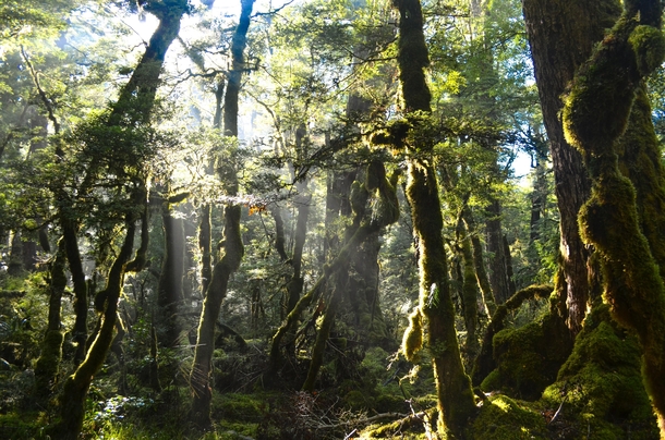 Sunshine during a nature walk in New Zealand 