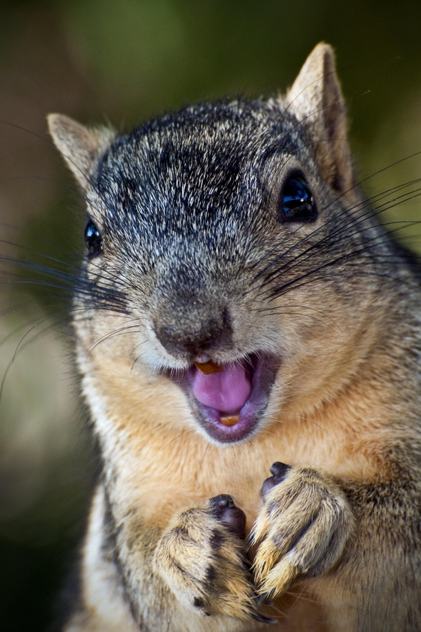 Super Happy Fun Time Squirrel