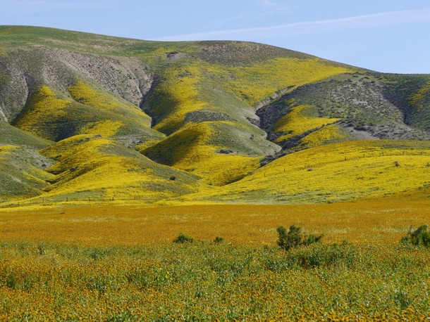 Superbloom of wildflowers at the Carrizo Plain Nat Monument CA   
