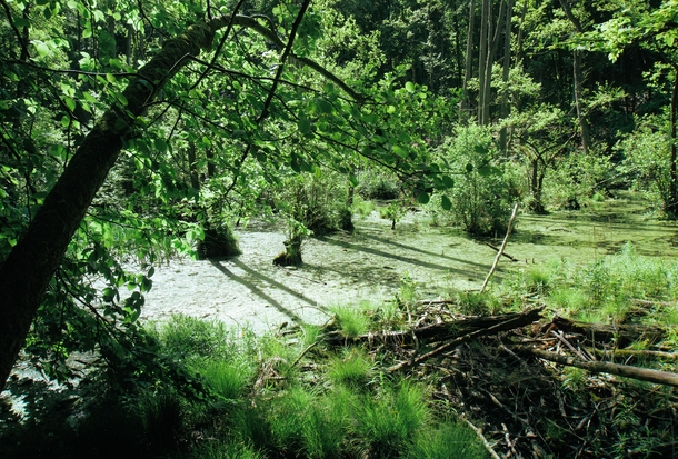 Swamp on the island of Rgen in Germany 
