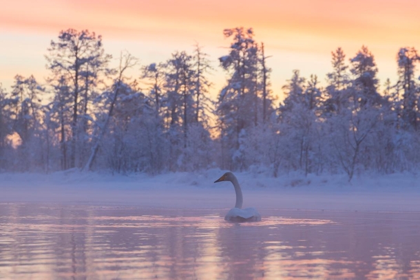 Swan during a winter sunset Muonio Finland 