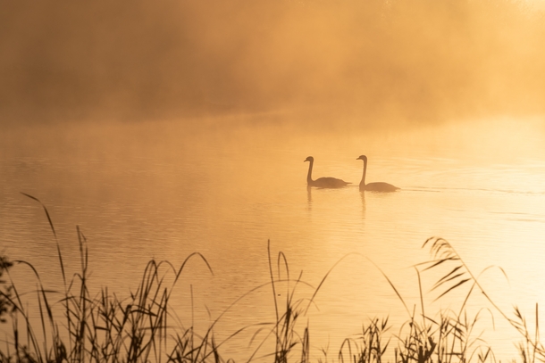 Swans on a misty lake Photo credit to TheOtherKev