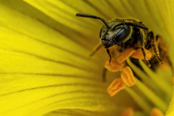 Sweat Bee in a Sourgrass Flower II 